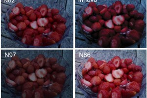 Camera Tests: Nokia N82 vs Samsung Innov8 vs Nokia N97 vs Nokia N86