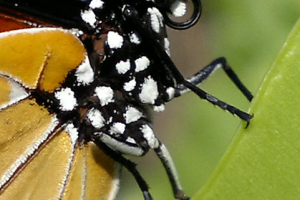 Story of the Nokia N8's incredible camera (Superb Butterfly shot :o so much detail!!)