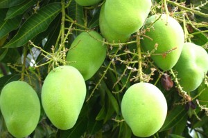 More Features to Mango! WiFi hotspot, contact groups, album art lockscreen and more!