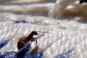 Video: Nokia N8 and a close up with ants!