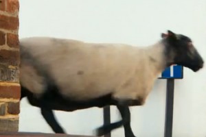 Video: Maps, Apps, Chats – Completely connected QWERTY with Nokia (i)Sheep Ad