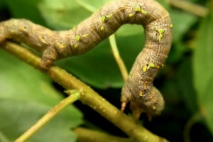 Video: The very hungry caterpillar – shot on Nokia N8