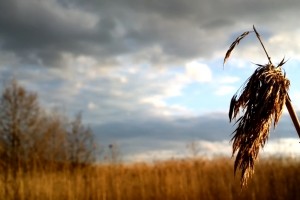 ZOMG!: topolino70’s stunning Nokia 808 PureView 1080p sample. Breathtaking.