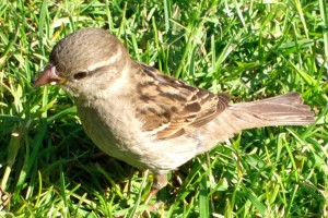 Gallery: My Nokia 808 PureView Photo-walk in Finland – PureView, PureAwesomeness.