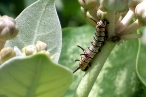 Video: Nokia 808 PureView Caterpillar Macro