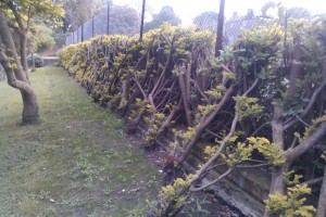 Lumia 610’s Camera Thinks it’s “Nokia 800” ?