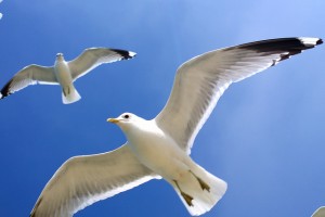 Nokia 808 PureView Seagulls!