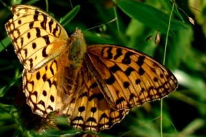 Video: Nokia 808 PureView – Butterfly and Wasps