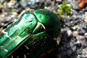 Video: Shiny, shiny green beetles and pink dragonflies with Nokia 808 PureView