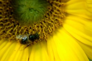 Video: Nokia 808 PureView – Microcosmos