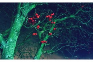 Gallery: Beautiful Nokia Lumia 920 showreel