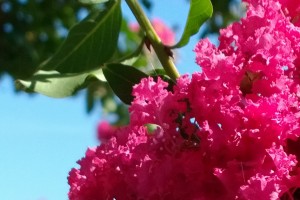 Nokia Lumia 1020 regular person sample pics ahoy!