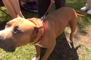 100 video samples from Nokia Lumia 1020 PureView. mmmmm!