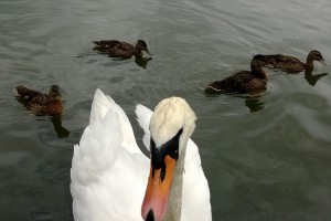 Video: White Nokia Lumia 925 intrigues White Swan (1080p outdoor cloudy/windy sample)