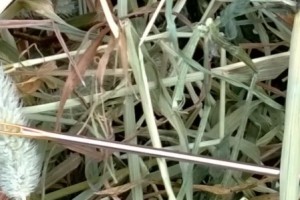 Video: Nokia Lumia 1020 Needle in a Haystack; doing the impossible that competitors can only dream of.