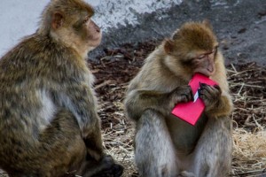 Nokia Lumia falls into Zoo enclosure of monkeys in Helsinki Zoo