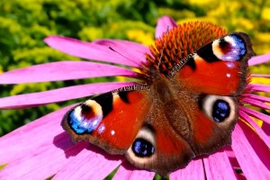 Video: Topolino70 – The Power of ZoomReinvented on Nokia Lumia 1020