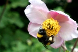 Weekend Watch: Pollen Dance, Nokia 808 PureView
