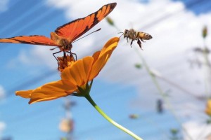 #TeamNokia Float like a butterfly, sting like a bee