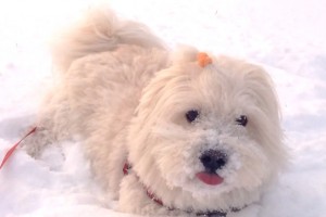 Video: 1080p OIS test of Nokia Lumia 1520 – chasing the adorable and cuddly dog