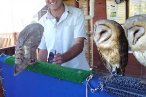 Name that Nokia: Owls dancing to a Nokia Phone