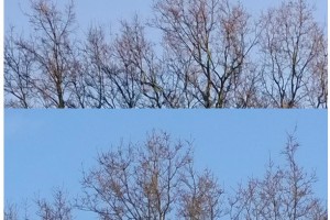 Steve Litchfield compares the cameras Nokia Lumia 1520 against the 1020