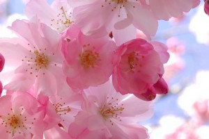 Nokia WP8.1 firmware maybe called Lumia Cherry Pink Blossom?