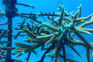 Weekend Watch: MISSION 31 How to grow a Coral Reef, filmed on Nokia Lumia 1020