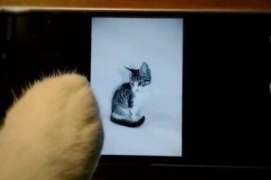 Video: Microsoft/Nokia Lumia 930 promo, Cats using Lumia #Cute