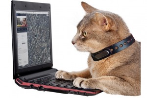 HERE’s Kitty: wearable tech for cats on MewGo OS. I want one! PurrView in the works :P